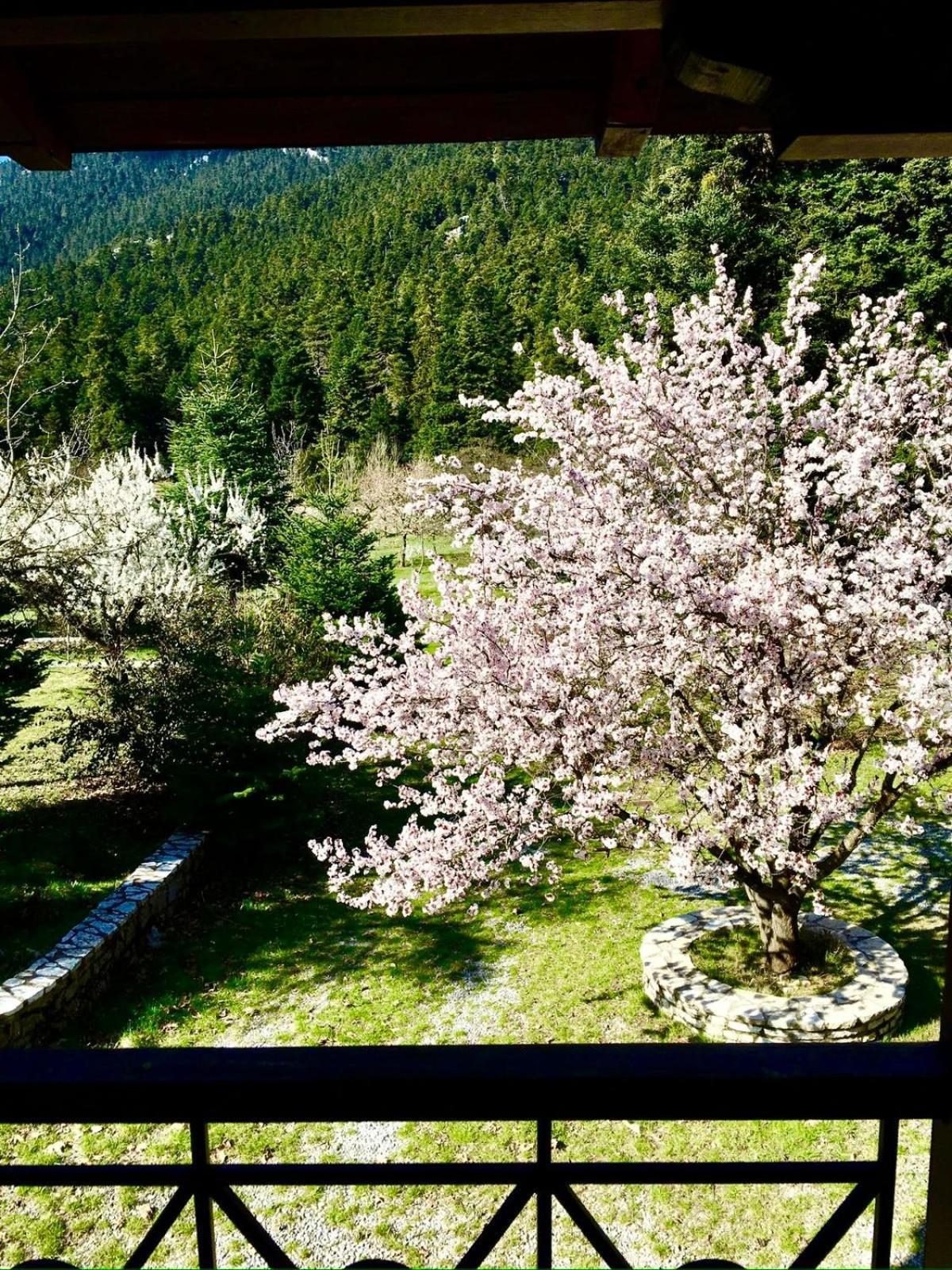 Alpine Escape Maisonette By Ski Alure أراخوفا المظهر الخارجي الصورة